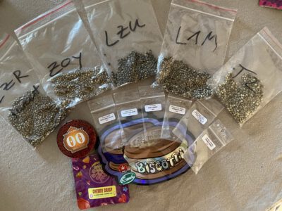 Top Selbstgezüchtete Regular Samen