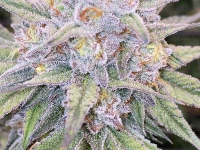 🌱 Exklusive Genetics – Handselektierte & Stabil Getestete Kreuzungen 🌱