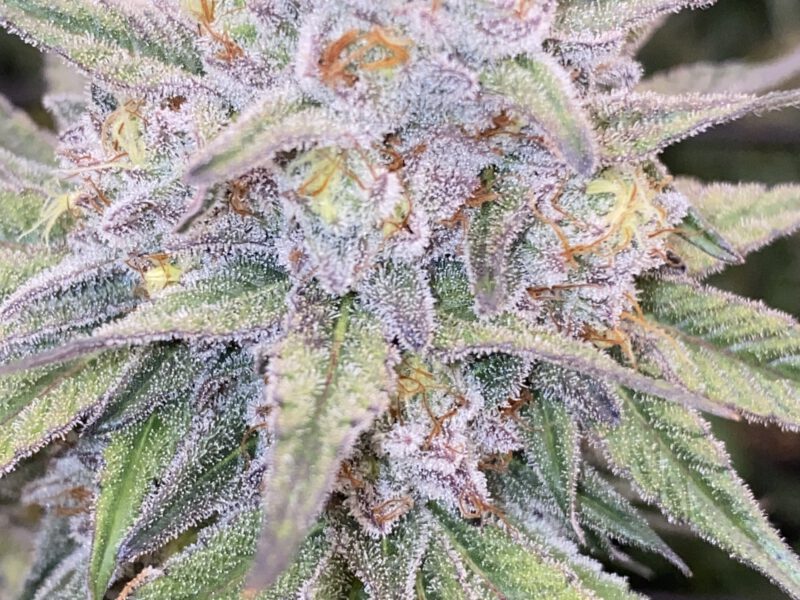 🌱 Exklusive Genetics – Handselektierte & Stabil Getestete Kreuzungen 🌱