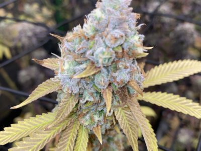 🌱 Exklusive Genetics – Handselektierte & Stabil Getestete Kreuzungen 🌱