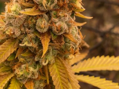 🌱 Exklusive Genetics – Handselektierte & Stabil Getestete Kreuzungen 🌱