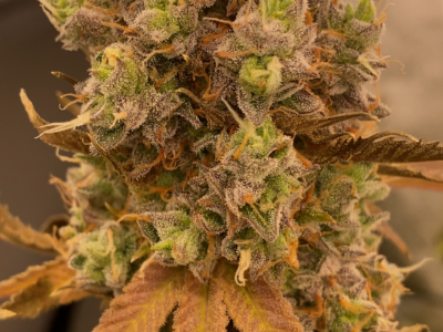 🌱 Exklusive Genetics – Handselektierte & Stabil Getestete Kreuzungen 🌱