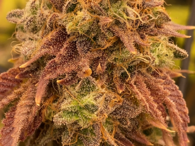 🌱 Exklusive Genetics – Handselektierte & Stabil Getestete Kreuzungen 🌱