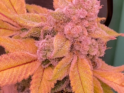 🌱 Exklusive Genetics – Handselektierte & Stabil Getestete Kreuzungen 🌱
